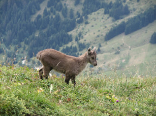 Картинка животные козы ибекс альпийский козёл