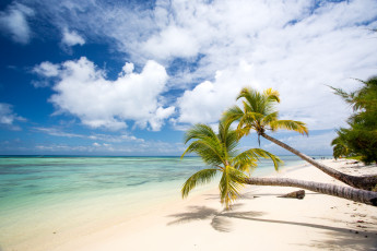 Картинка природа тропики небо пальмы пляж рай