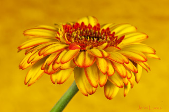 Картинка цветы герберы желтый