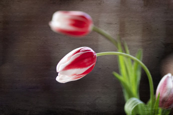 Картинка цветы тюльпаны текстура пестрый