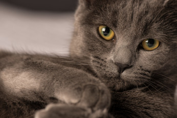 Картинка животные коты портрет взгляд