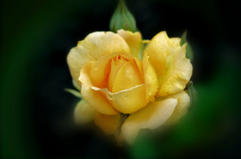 Картинка цветы розы капли желтый