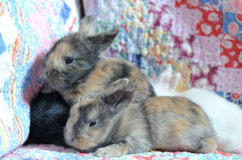 Картинка животные кролики зайцы малышня милые