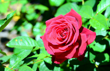 Картинка цветы розы красота