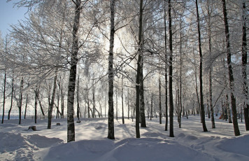 Картинка природа зима лес снег