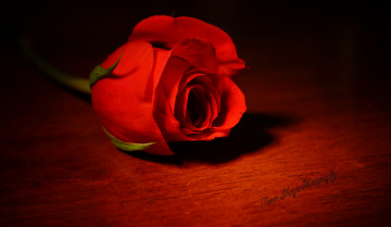 Картинка цветы розы тайна красный