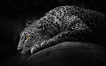 Картинка леопард животные леопарды хищник