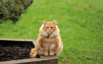 Картинка животные коты взгляд кошка фон мейн-кун