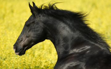 Картинка животные лошади конь голова вороной поле