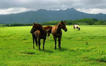 Картинка животные лошади тучи горы луг