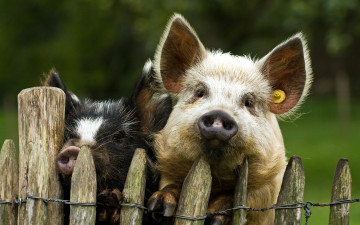 обоя животные, свиньи, кабаны, хрюшки, забор