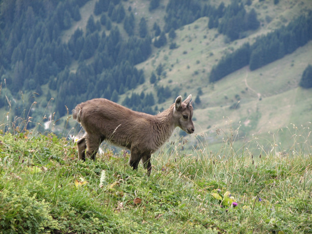 Обои картинки фото животные, козы, ибекс, альпийский, козёл