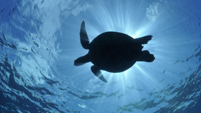 Обои картинки фото животные, Черепахи, черепаха, морская, вода, лучи