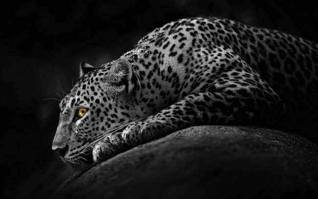 Обои картинки фото леопард, животные, леопарды, хищник