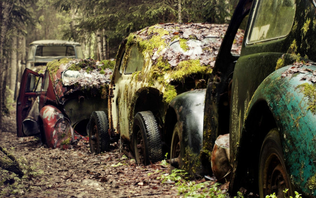 Обои картинки фото разное, развалины, руины, металлолом, старые, автомобили, ржавчина, листья, мох