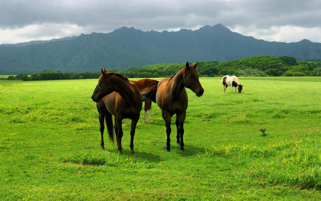 Обои картинки фото животные, лошади, тучи, горы, луг