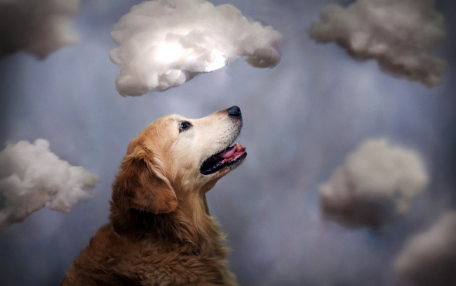 Обои картинки фото животные, собаки, облака