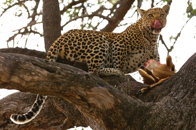 Обои картинки фото животные, леопарды, дерево, добыча, обед