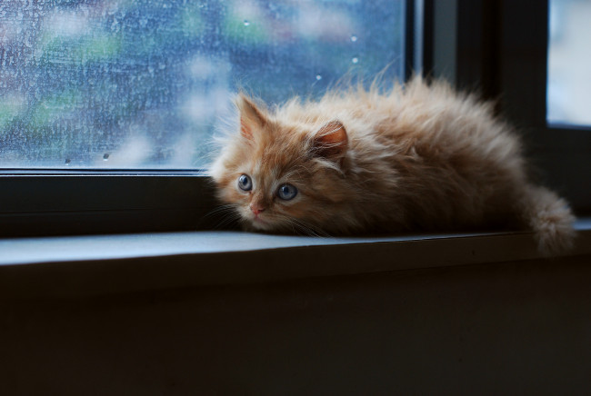 Обои картинки фото животные, коты, котенок, рыжий, окно