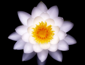 Картинка цветы лилии+водяные +нимфеи +кувшинки чёрный макро takaten водяная лилия лепестки тычинки белый цветок фон