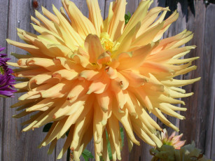 Картинка цветы георгины лепестки