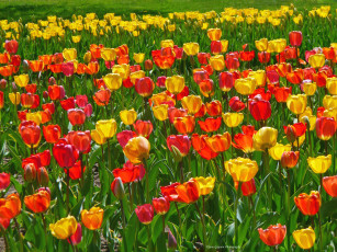 Картинка цветы тюльпаны природа лепестки луг