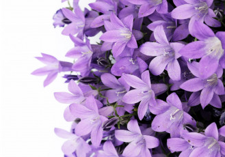 Картинка цветы колокольчики колокольчик bouquet violet flowers purple bluebell bellflower campanula lilac bell сиреневый лиловый фиолетовый букет