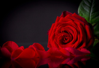 Картинка цветы розы лепестки алый