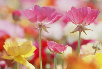 Картинка цветы анемоны +сон-трава розовае луг поле лепестки
