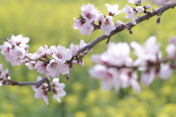 Картинка цветы цветущие+деревья+ +кустарники весна макро takaten ветки