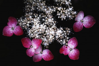 Картинка цветы калина макро чёрный takaten фон