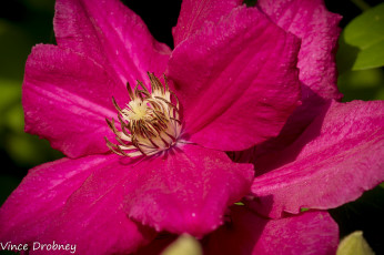 Картинка цветы клематис+ ломонос макро лепестки цветок красный