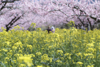 Картинка цветы луговые+ полевые +цветы дерево жёлтые макро весна takaten