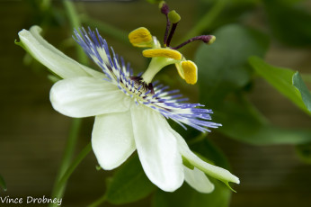 Картинка цветы пассифлора белый пестик лепестки тычинки цветок