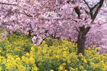 Картинка цветы разные+вместе takaten весна цветение дерево розовые жёлтые