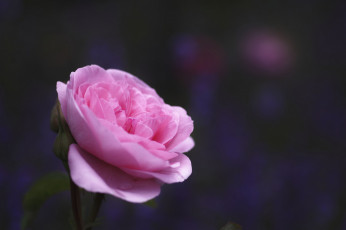 Картинка цветы розы цветок роза фон takaten розовая