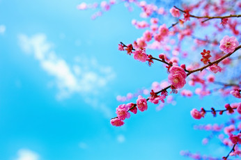 Картинка цветы сакура +вишня небо дерево ветка цветение весна