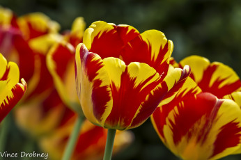 Картинка цветы тюльпаны красно-жёлтые яркие