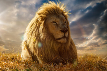 Картинка животные львы грива лев