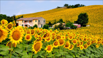 Картинка цветы подсолнухи италия небо холмы поле подсолнух дом