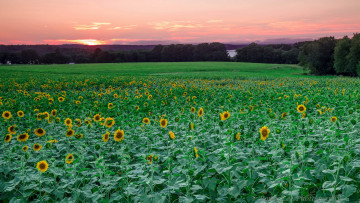 Картинка цветы подсолнухи закат поле пейзаж