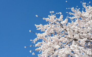 Картинка цветы цветущие+деревья+ +кустарники bloom spring white flowers белые сакура sakura cherry вишня дерево tree nature цветение весна
