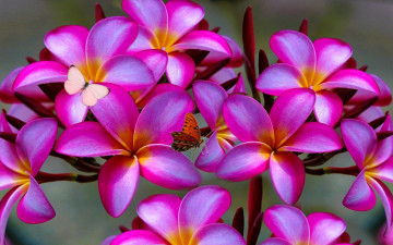Картинка цветы плюмерия plumeria дерево бабочки лепестки природа
