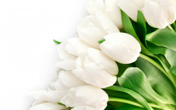 Картинка цветы тюльпаны beauty petals white bright flowers tulips красота лепестки листья белые яркие
