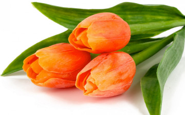 Картинка цветы тюльпаны красота листья orange fire bouquet bright flowers tulips лепестки букет оранжевые огненные яркие beauty petals