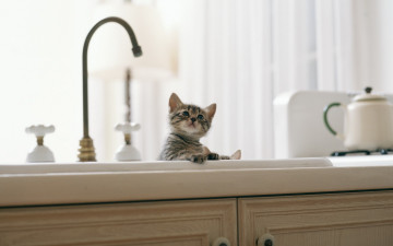 Картинка животные коты котенок раковина кран мебель кухня