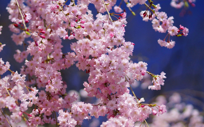 Обои картинки фото цветы, сакура,  вишня, макро, вишня