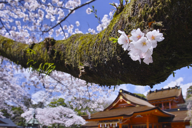 Обои картинки фото цветы, цветущие деревья ,  кустарники, весна, ветка, макро, takaten