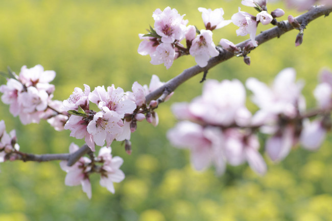 Обои картинки фото цветы, цветущие деревья ,  кустарники, весна, макро, takaten, ветки