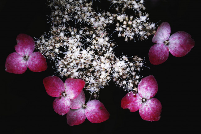 Обои картинки фото цветы, калина, макро, чёрный, takaten, фон